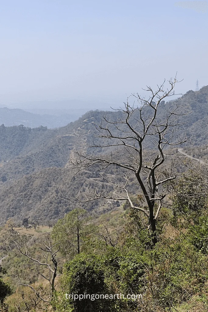 weekend getaway to Jamta hills and trees