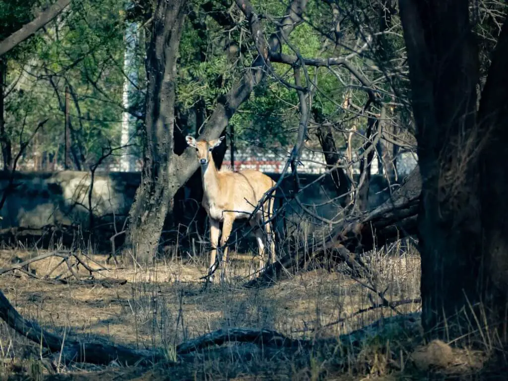 Things to do in Gurugram deer in a forest