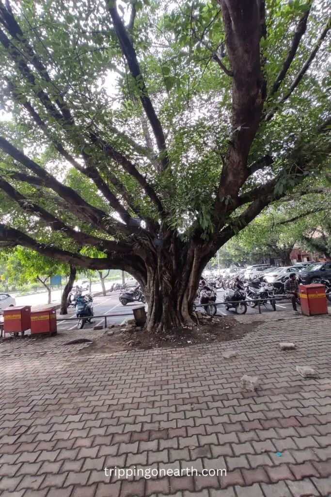 a tree in sector 17 in chandigarh